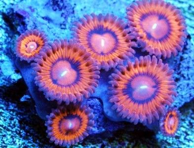   Coral ~ VALENTINES DAY MASSACRE PALY ZOA ZOANTHIDS 1 POLYP  