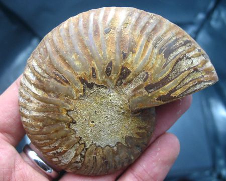 Pair*beautiful*Ammonites Fossil Mineral Stone Rock  