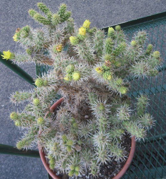 Cylindropuntia whipplei Plateau Cholla Four Corner Cold Hardy Cactus 