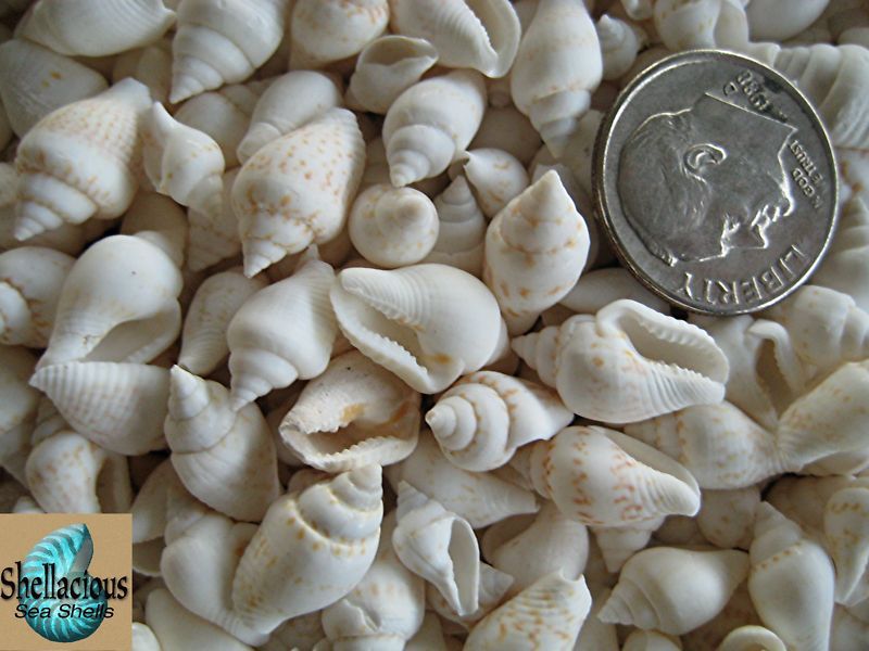 500+ WHITE NASSA DOVE TINY SEA SHELLS  1/2 & Under  