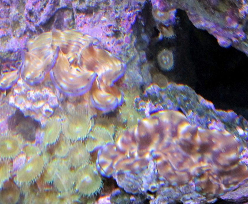 WYSIWYG Squamosa Clam  