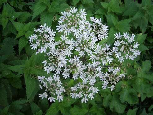 Nettle Leaf Tincture Benefits