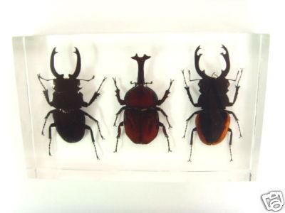 Colección de insectos fijada   espécimen de escarabajo de 3 gigantes 