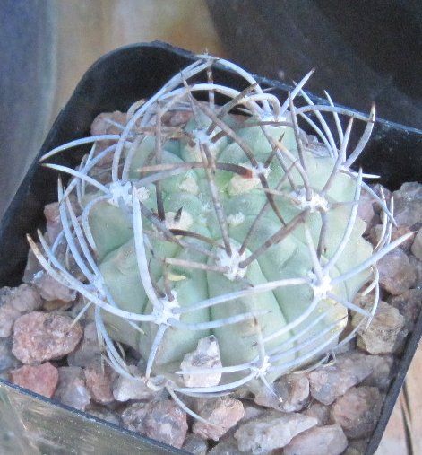 Eriosyce paucicostata viridis Blue Body Single Cactus  