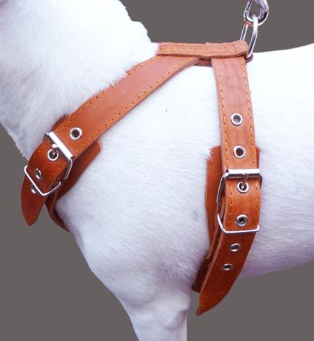 25 30 Real Leather Dog Walking Harness Amstaff Medium/Large  