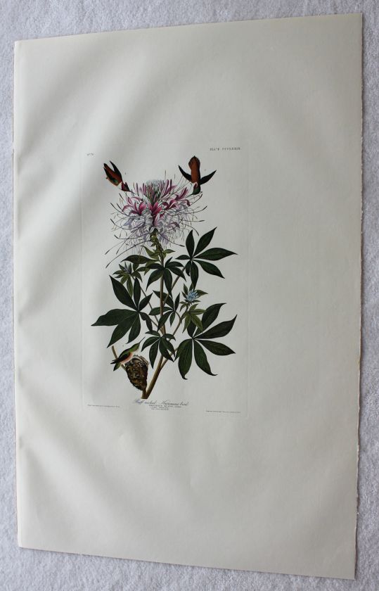 Audubon Amsterdam Rough Necked Hummingbird 379  