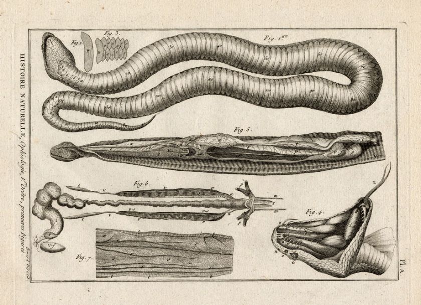 Antique Print SNAKE ANATOMY Panckoucke 1789  