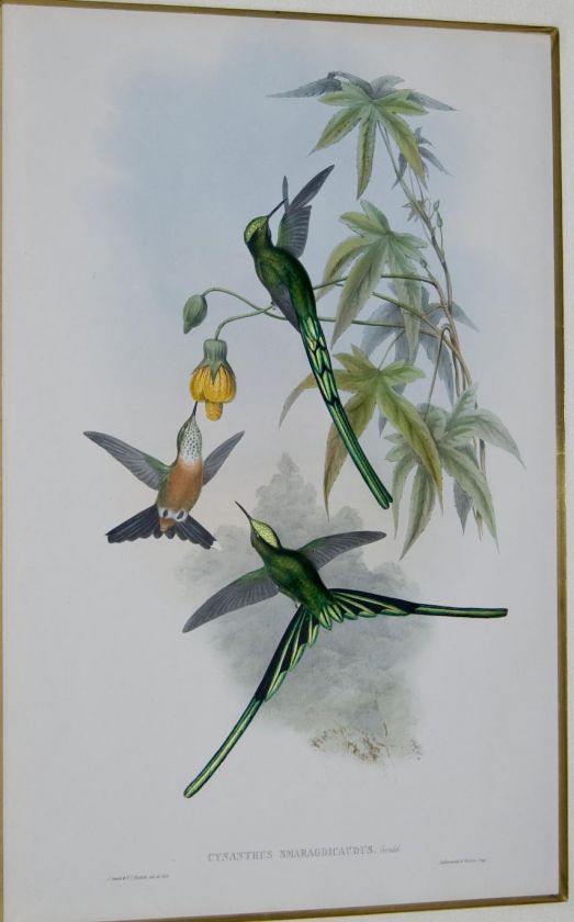 Gould 1849   Framed Green tailed Sylph Hummingbird  