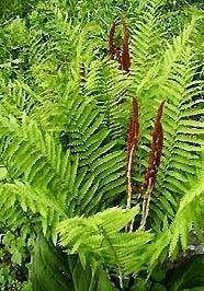 Cinnamon fern Osmonda Cinnamonea. Beautiful  