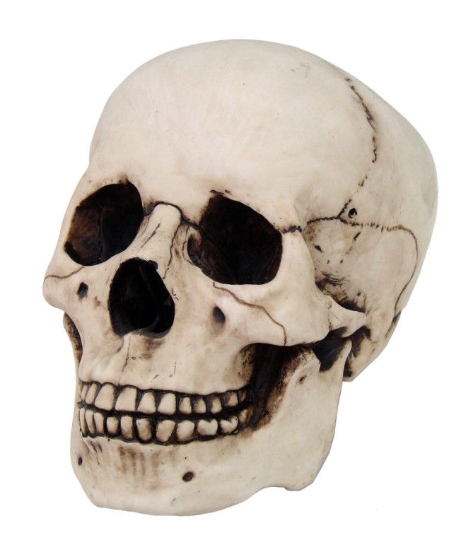 HOMOSAPIENS SKULL STATUE FIGURINE HUMAN SHAPED SKELETON HEAD HALLOWEEN 