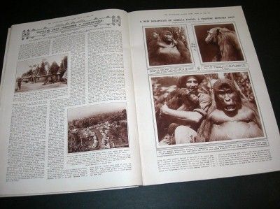 Illustrated London News   March 14, 1925 GORILLAS KIVU  