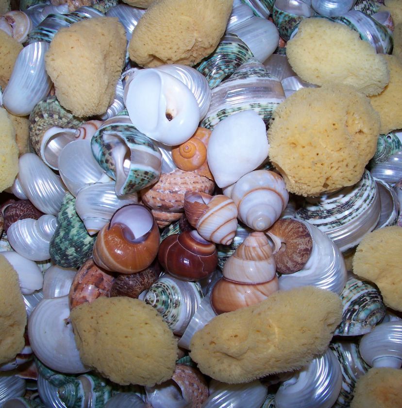 10   ASSORTED SNAIL & TURBO SHELLS HERMIT CRAB & SPONGE CRAFTS WEDDING 