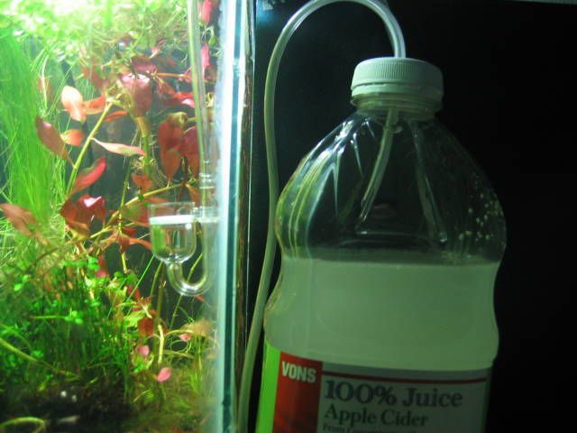 Aquatic Magic   Aquarium Plants, Moss, Pots, Aquarium Fish, Prawns and 