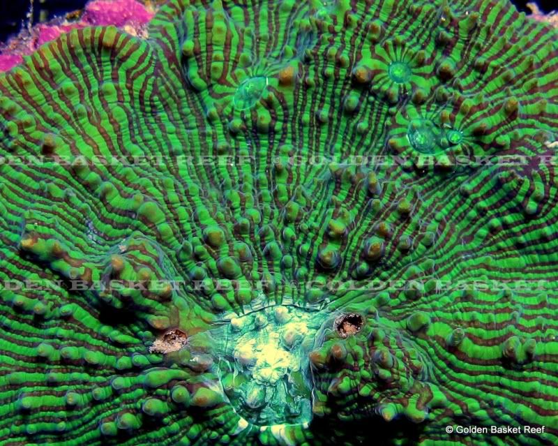 ADDED DAILY 20+ NEW WYSIWYG CORALS W/ SIZE FOR IMMEDIATE ENJOYMENT 