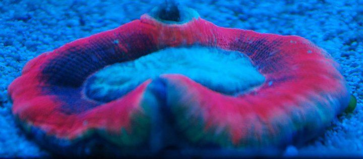 Asst. Ultra Color Open Brain Trachyphyllia Coral 3 4  