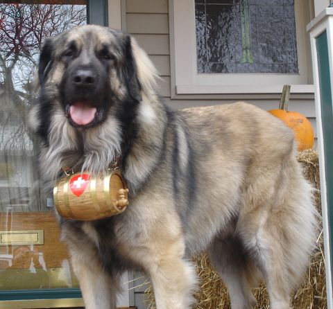 St Bernard Saint Dog Keg Wood Barrel Brass Stand Swiss  