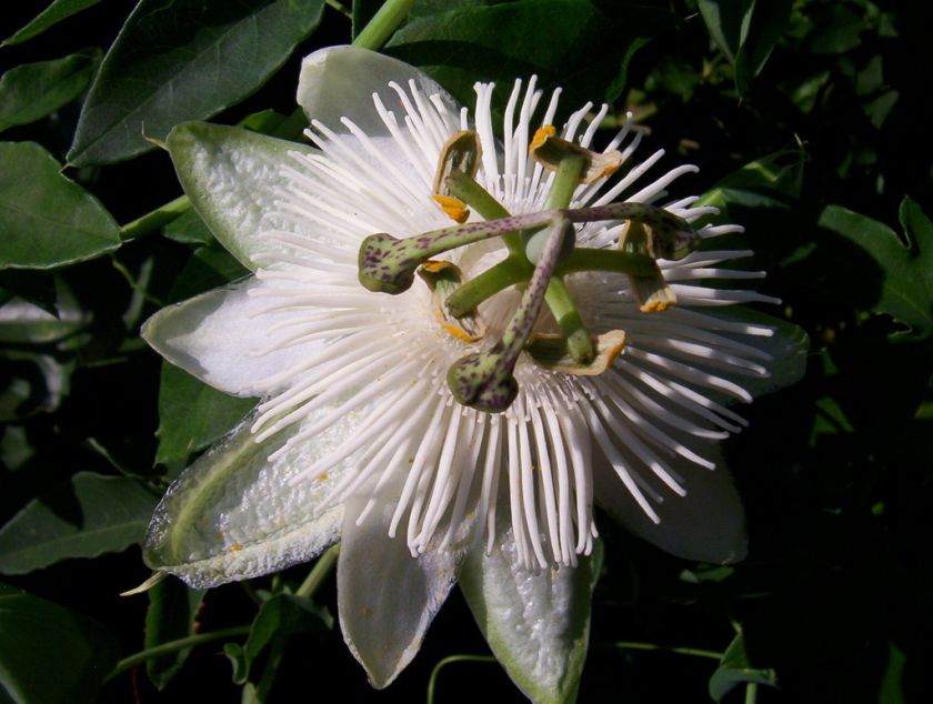 White passion flower vine Passiflora White Wedding PLANT flowers 