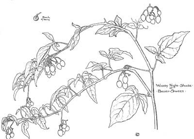 Arts & Crafts Art Nouveau Plant Form Design Reference  