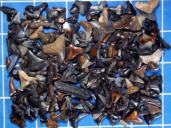 PCF 125+ 15 MYO SHARK TOOTH LOT MAKO, MEG, TIGER, HEMI, BULL OTHERS 