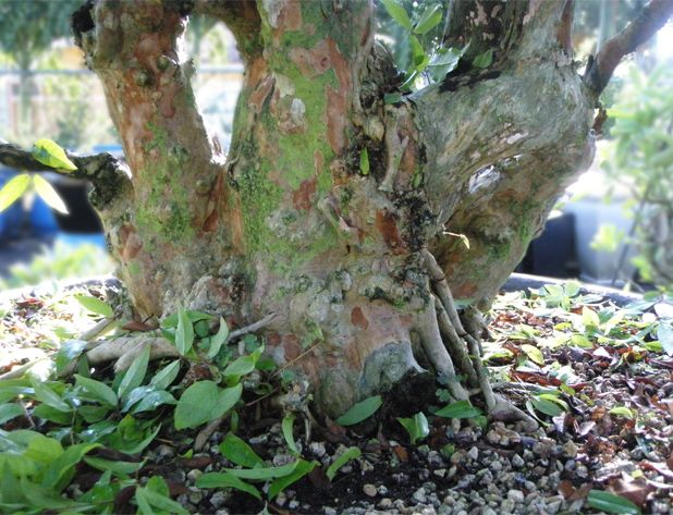 Crape Myrtle Bonsai Tree 63 Tall Large Specimen  