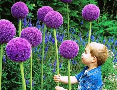 GIANT ALLIUM~GLADIATOR~FLOWER BULB TALL PERENNIAL,8 GLOBES EVERY LATE 