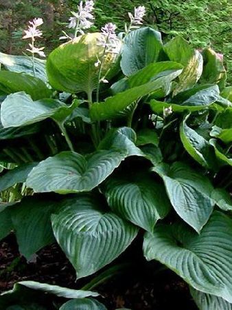 HOSTA EMPRESS WU   PRE SEASON SALE  4 pot  